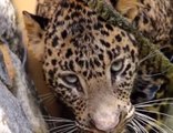 Emotivo rescate de un leopardo que se quedó atrapado en un pozo en India