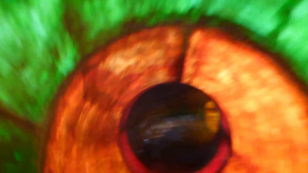 Miramar weinheim - typhoon onride (blauer wal)