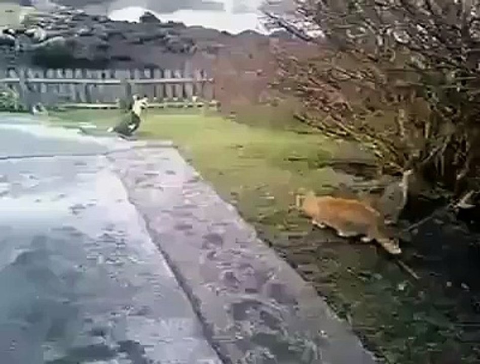 Cat play with Duck