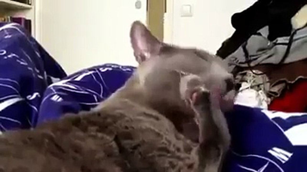 Neat and Cute Cat