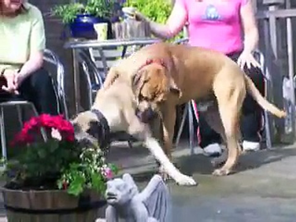 Bullmastiff - Ramsay vs Tank