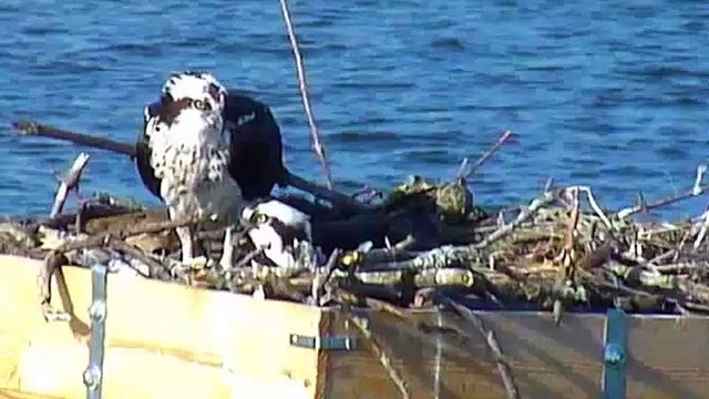 Feeding the Osprey Chicks