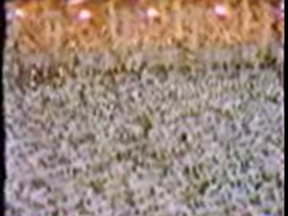 Ali Jaber Recitation