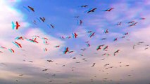 Seagulls in Flight - Birds Flying in Slow Motion in 3D (Red Cyan 3D Glasses Required)