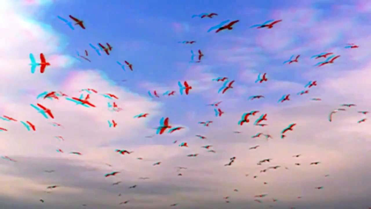 Seagulls in Flight - Birds Flying in Slow Motion in 3D (Red Cyan 3D Glasses Required)
