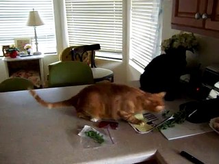 funny cat fight over catnip 2