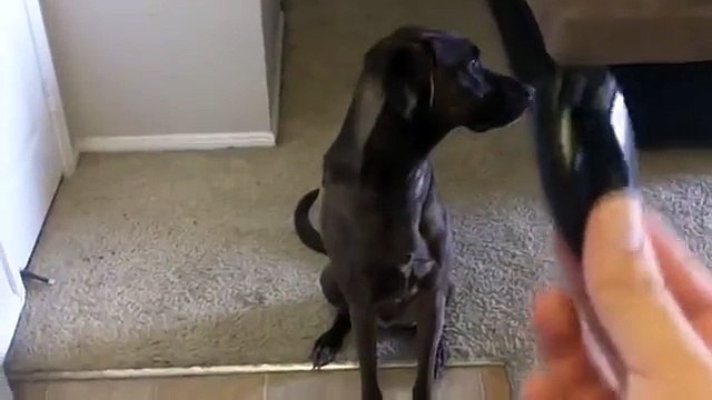 Teach a Dog To Stand Up On Hind Legs / Lift Front Paws
