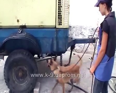 Explosive Detection Training K-9 malinois Shark (Akula)