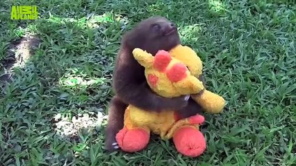 How Meet The Sloths Was Created - Lucy Cooke Interview