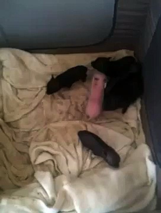 Teacup pigs playing www.pamperedpiglets.com