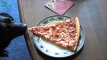 Funny Dogs Stealing Pizza Compilation 2015