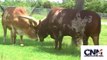 Two Ankole-Watusi Bulls Fighting (or sparring) with their MASSIVE HORNS in 1080P HD !