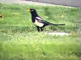 Yellow Billed Magpies.