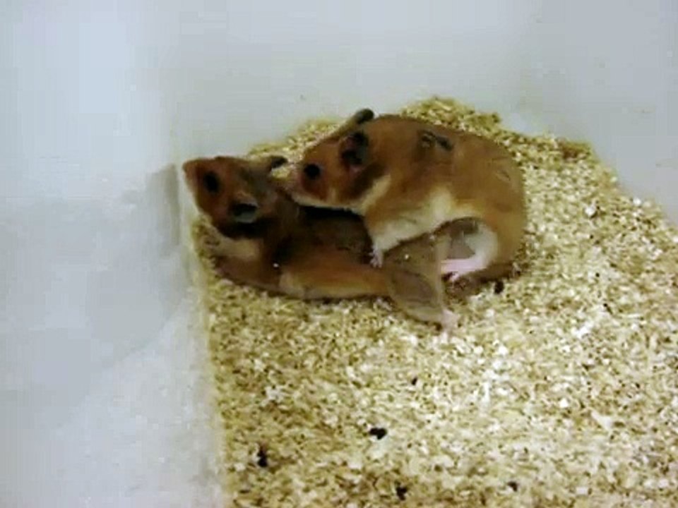 Hamsters 4