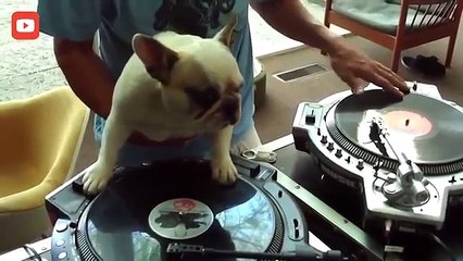 Animals Playing Instruments Compilation 2014 NEW HD