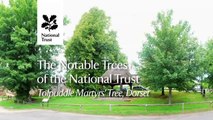 The Notable Trees of the National Trust - Tolpuddle Martyrs' Trees, Dorset