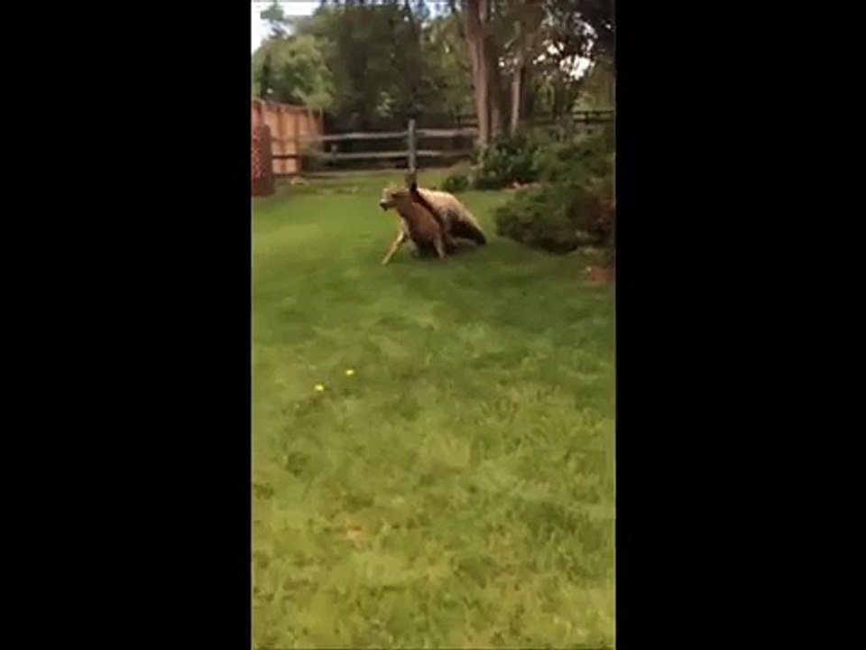 Bear Kills Deer In Residential Neighborhood video Dailymotion