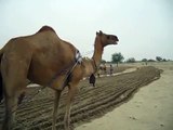 Land preparation for crop cultivation through camels in Tharparkar district of Sindh