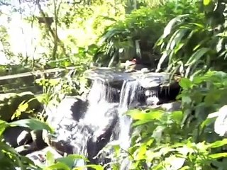 Bird World- Kuranda Queensland Australia