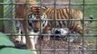 Siberian Tigers play fighting at Port Lympne Zoo