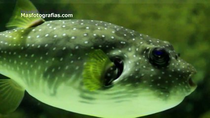 Precioso ejemplar de pez globo o tetraodontidae