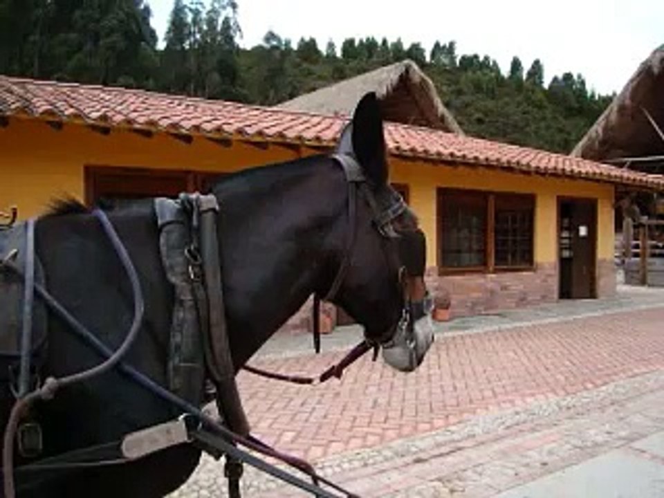 mulas percheronas trabajan