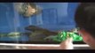 LIOW VIDEO -- TIGER OSCAR FISH EATING PRAWN MEAT & SUPER WORMS