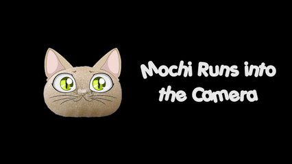 Mochi (Cutest Kitten) Runs Into the Camera