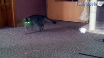 Katze vs Laserpointer
