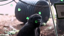 St. Patrick's Day Treats for Lincoln Park Zoo's Gorillas