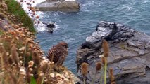 Young Kestrel Juvenile Close Up at Godrevy Cornwall - Faucon Crécerelle Jeune