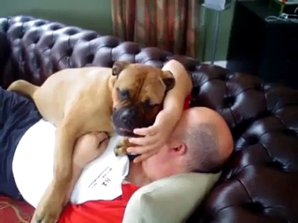 Our Molly the Bullmastiff