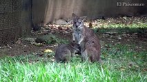 Bebé canguro, el nuevo integrante del Zoológico de Cali