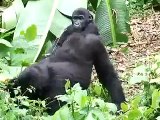 Baby Gorillas Play at Congo Sanctuary