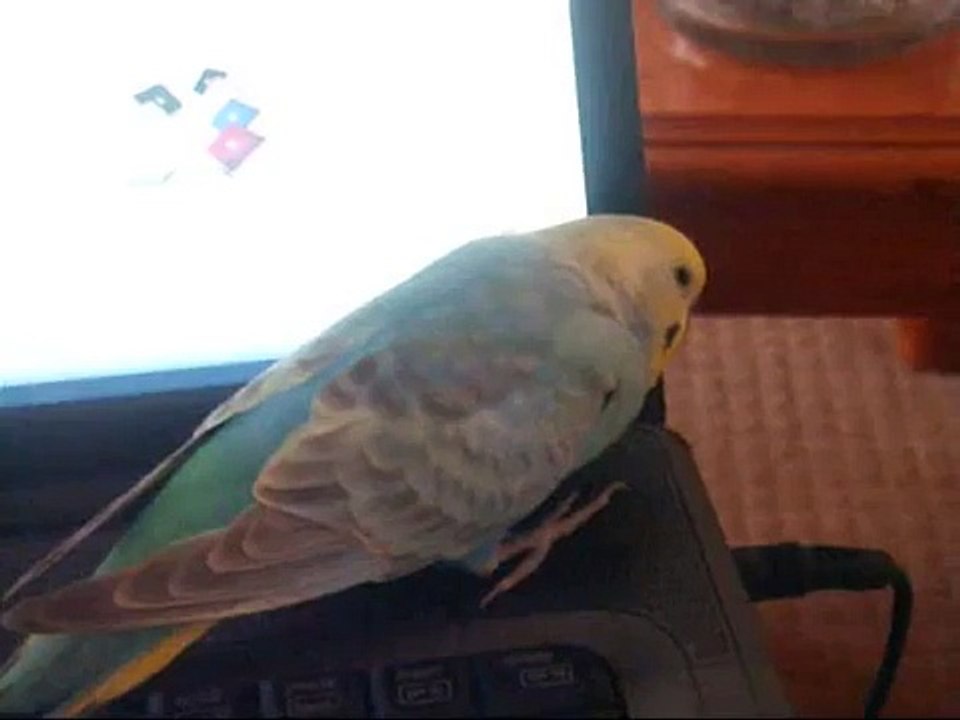 swearing budgie philip