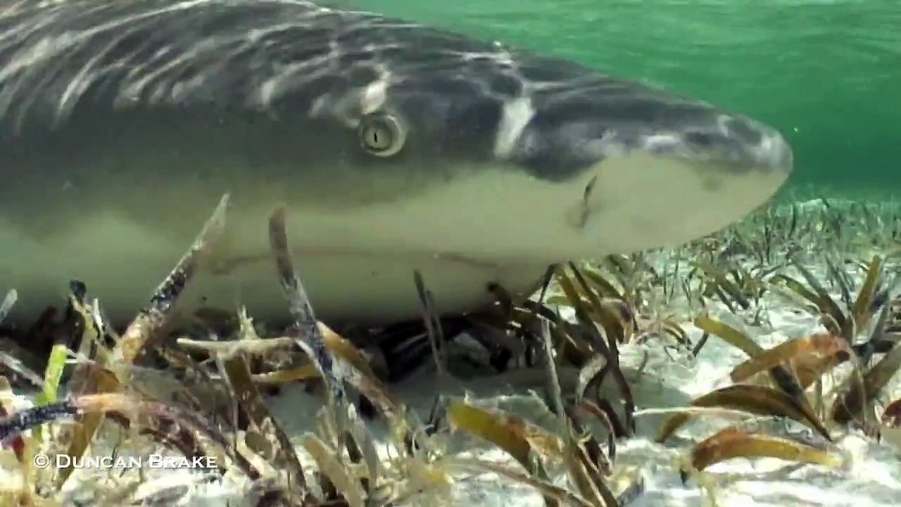 The Lemon Shark - A New Beginning © Duncan Brake