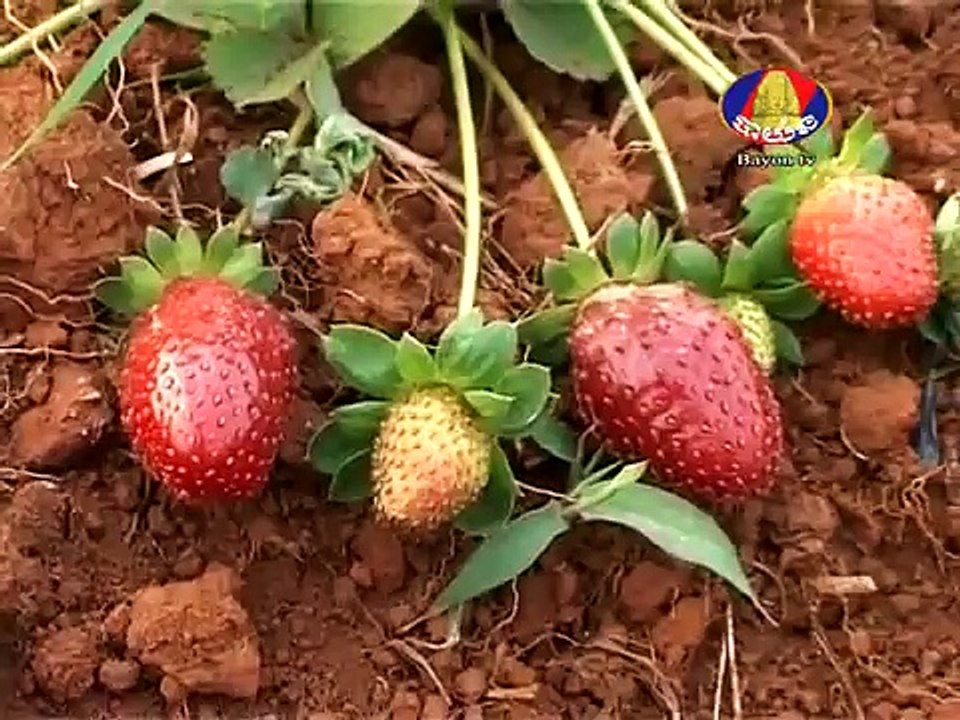 BTV News