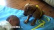 Cute puppy falling asleep with cute baby 9E7D1DC4 8837 4D64 92E1 5741EF667314