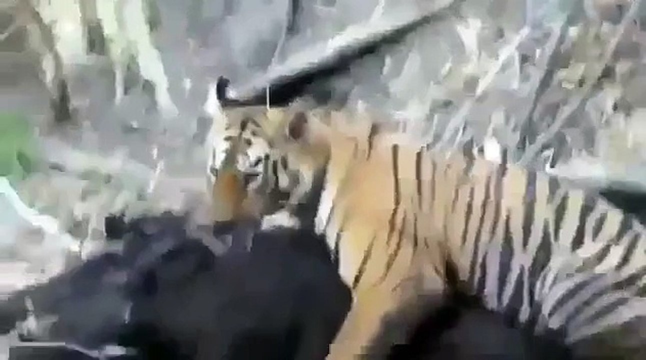 Tiger Attacks Wild Boar - Intense [HD]