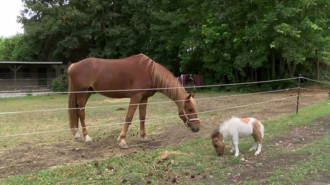 Nicki – Das super kleine Pony, das nie geritten werden kann