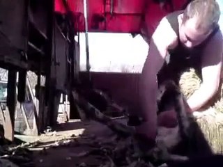 shearing mule lamb for slaughter