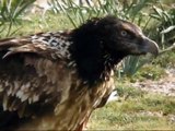 Quebrantahuesos / Bearded Vulture / Gypaetus barbatus.wmv