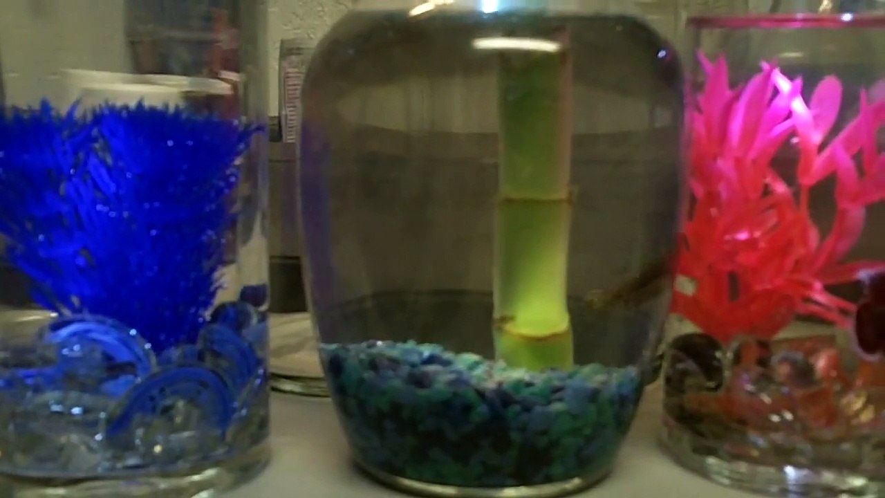 betta mirror very important betta tool !!!