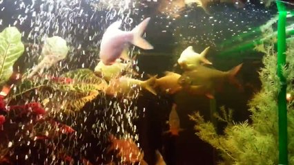 Big Tinfoil Barb Scattering Eggs