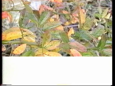 France 3 15.09.1992 2 Pubs, 5 B.A., Faut pas rêver