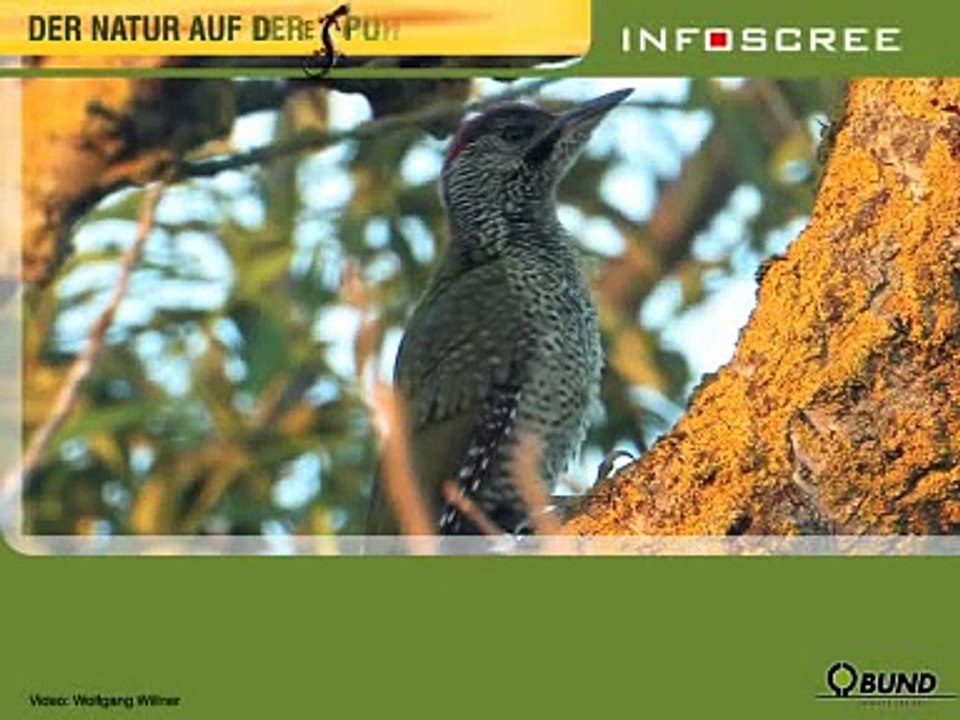 Grünspecht (Picus viridis)