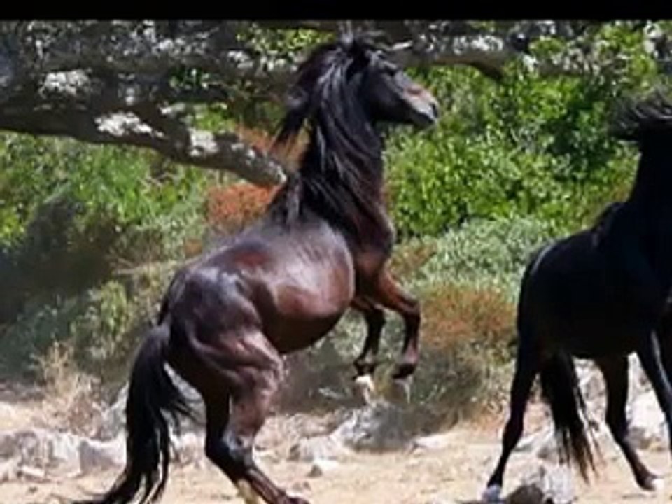 Cavalli della Giara