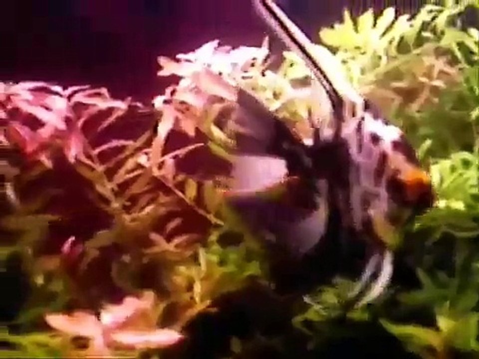 A Brown African knifefish