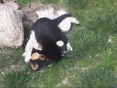 pies vs kot!!! kto wygra??