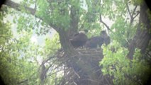 Decorah Eagles, 201305-19 ,Shaking the rain off, Hanging out with the siblings